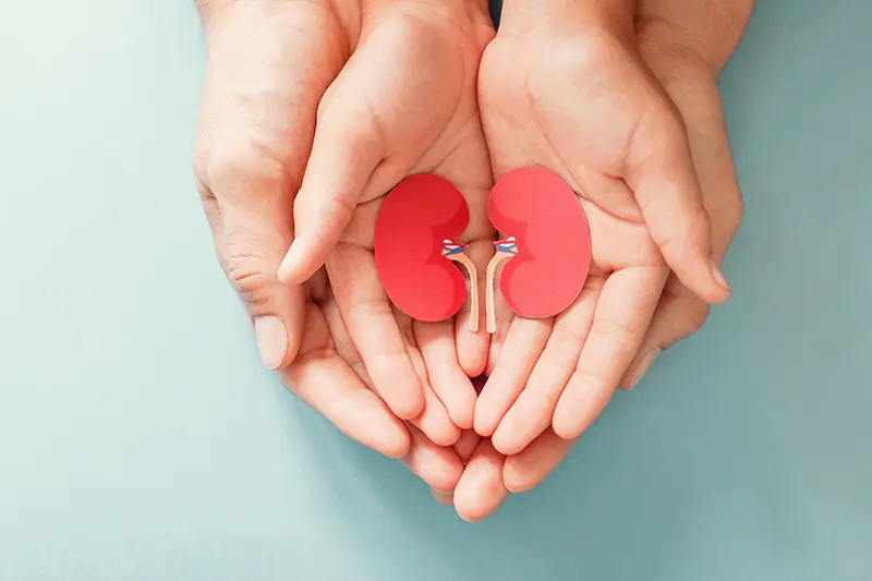 Adult and child holding kidney-shaped paper