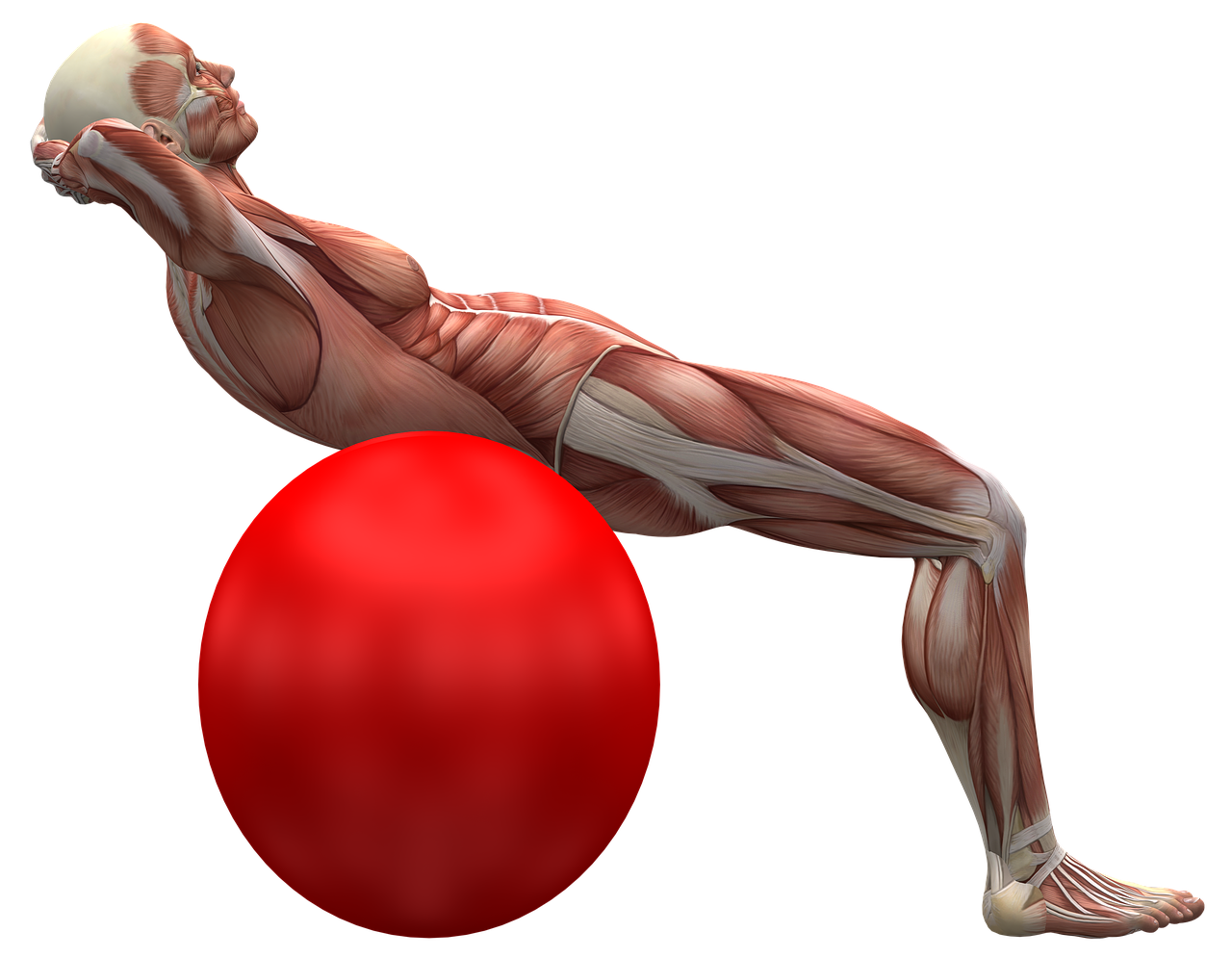 A Man Receiving Muscle Recovery and Support by PracticeRx Primary Care Doctors in Scottsdale, Arizona